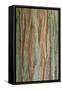 Incense Cedar (Calocedrus decurrens) bark, close-up of trunk, in botanical garden, july-Krystyna Szulecka-Framed Stretched Canvas