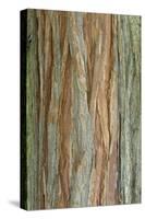 Incense Cedar (Calocedrus decurrens) bark, close-up of trunk, in botanical garden, july-Krystyna Szulecka-Stretched Canvas