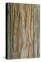 Incense Cedar (Calocedrus decurrens) bark, close-up of trunk, in botanical garden, july-Krystyna Szulecka-Stretched Canvas