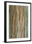 Incense Cedar (Calocedrus decurrens) bark, close-up of trunk, in botanical garden, july-Krystyna Szulecka-Framed Photographic Print