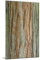 Incense Cedar (Calocedrus decurrens) bark, close-up of trunk, in botanical garden, july-Krystyna Szulecka-Mounted Photographic Print