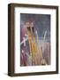 Incense Sticks, Lama Temple, Beijing, China, Asia-Angelo Cavalli-Framed Photographic Print