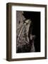 Incilius Cavifrons (Mountain Toad)-Paul Starosta-Framed Photographic Print
