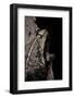 Incilius Cavifrons (Mountain Toad)-Paul Starosta-Framed Photographic Print