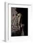 Incilius Cavifrons (Mountain Toad)-Paul Starosta-Framed Photographic Print