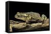 Incilius Valliceps (Gulf Coast Toad)-Paul Starosta-Framed Stretched Canvas