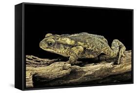 Incilius Valliceps (Gulf Coast Toad)-Paul Starosta-Framed Stretched Canvas