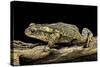 Incilius Valliceps (Gulf Coast Toad)-Paul Starosta-Stretched Canvas