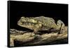 Incilius Valliceps (Gulf Coast Toad)-Paul Starosta-Framed Stretched Canvas