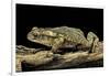 Incilius Valliceps (Gulf Coast Toad)-Paul Starosta-Framed Photographic Print