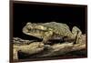 Incilius Valliceps (Gulf Coast Toad)-Paul Starosta-Framed Photographic Print