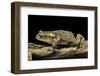 Incilius Valliceps (Gulf Coast Toad)-Paul Starosta-Framed Photographic Print