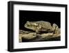 Incilius Valliceps (Gulf Coast Toad)-Paul Starosta-Framed Photographic Print