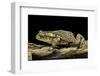 Incilius Valliceps (Gulf Coast Toad)-Paul Starosta-Framed Photographic Print