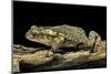 Incilius Valliceps (Gulf Coast Toad)-Paul Starosta-Mounted Photographic Print
