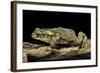 Incilius Valliceps (Gulf Coast Toad)-Paul Starosta-Framed Photographic Print