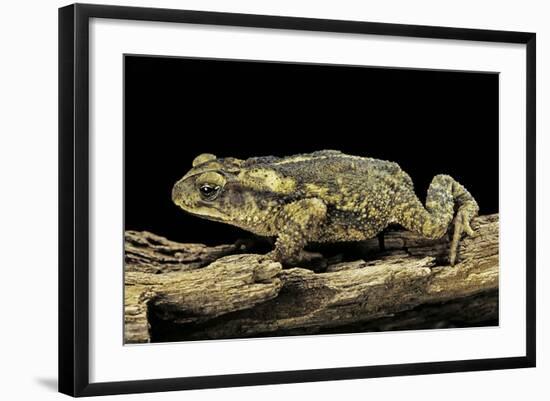 Incilius Valliceps (Gulf Coast Toad)-Paul Starosta-Framed Photographic Print