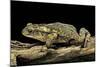 Incilius Valliceps (Gulf Coast Toad)-Paul Starosta-Mounted Photographic Print
