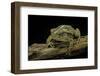 Incilius Valliceps (Gulf Coast Toad)-Paul Starosta-Framed Photographic Print