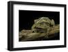 Incilius Valliceps (Gulf Coast Toad)-Paul Starosta-Framed Photographic Print