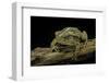 Incilius Valliceps (Gulf Coast Toad)-Paul Starosta-Framed Photographic Print