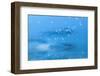 Incoming in Blue-Philippe Sainte-Laudy-Framed Photographic Print