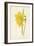 Incomparable Daffodil-Frederick Edward Hulme-Framed Giclee Print