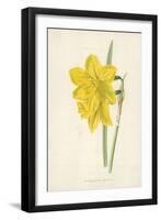 Incomparable Daffodil-Frederick Edward Hulme-Framed Giclee Print