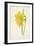 Incomparable Daffodil-Frederick Edward Hulme-Framed Giclee Print