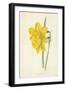 Incomparable Daffodil-Frederick Edward Hulme-Framed Giclee Print