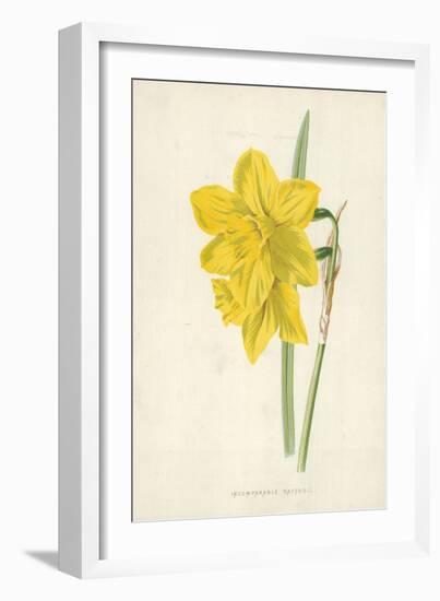 Incomparable Daffodil-Frederick Edward Hulme-Framed Giclee Print