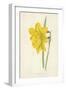 Incomparable Daffodil-Frederick Edward Hulme-Framed Giclee Print