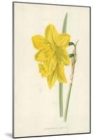 Incomparable Daffodil-Frederick Edward Hulme-Mounted Giclee Print