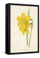 Incomparable Daffodil-Frederick Edward Hulme-Framed Stretched Canvas