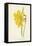 Incomparable Daffodil-Frederick Edward Hulme-Framed Stretched Canvas