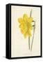 Incomparable Daffodil-Frederick Edward Hulme-Framed Stretched Canvas