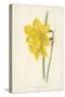 Incomparable Daffodil-Frederick Edward Hulme-Stretched Canvas