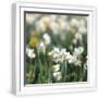 White Frame