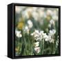 Canvas Black