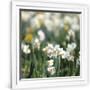 Gramercy White