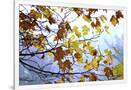 Gramercy White
