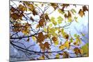 Wood Mount