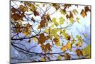 Wood Mount