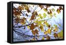 Canvas Black