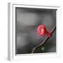 White Frame