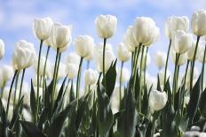 White Tulips-Incredi-Giclee Print