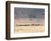 Incredible Maasai-Mathilde Guillemot-Framed Photographic Print