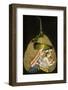 Inde Peinture Sur Feuille D'Arbre Sechee-null-Framed Photo