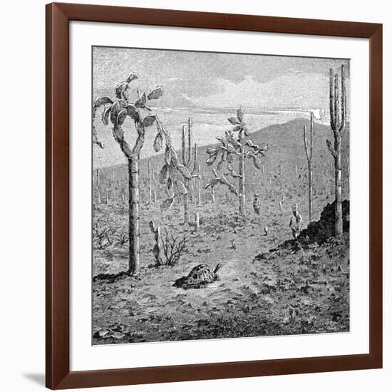 Indefatigable Island, Galapagos Archipelago, 1895-null-Framed Giclee Print