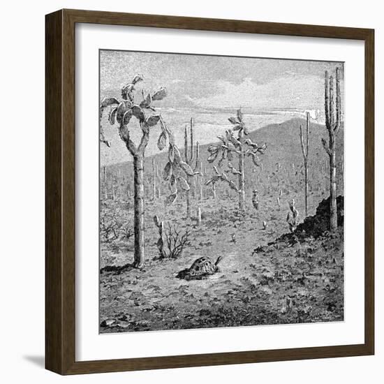 Indefatigable Island, Galapagos Archipelago, 1895-null-Framed Giclee Print